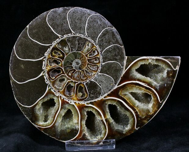 Thick Phylloceras Ammonite Fossil (Half) #27712